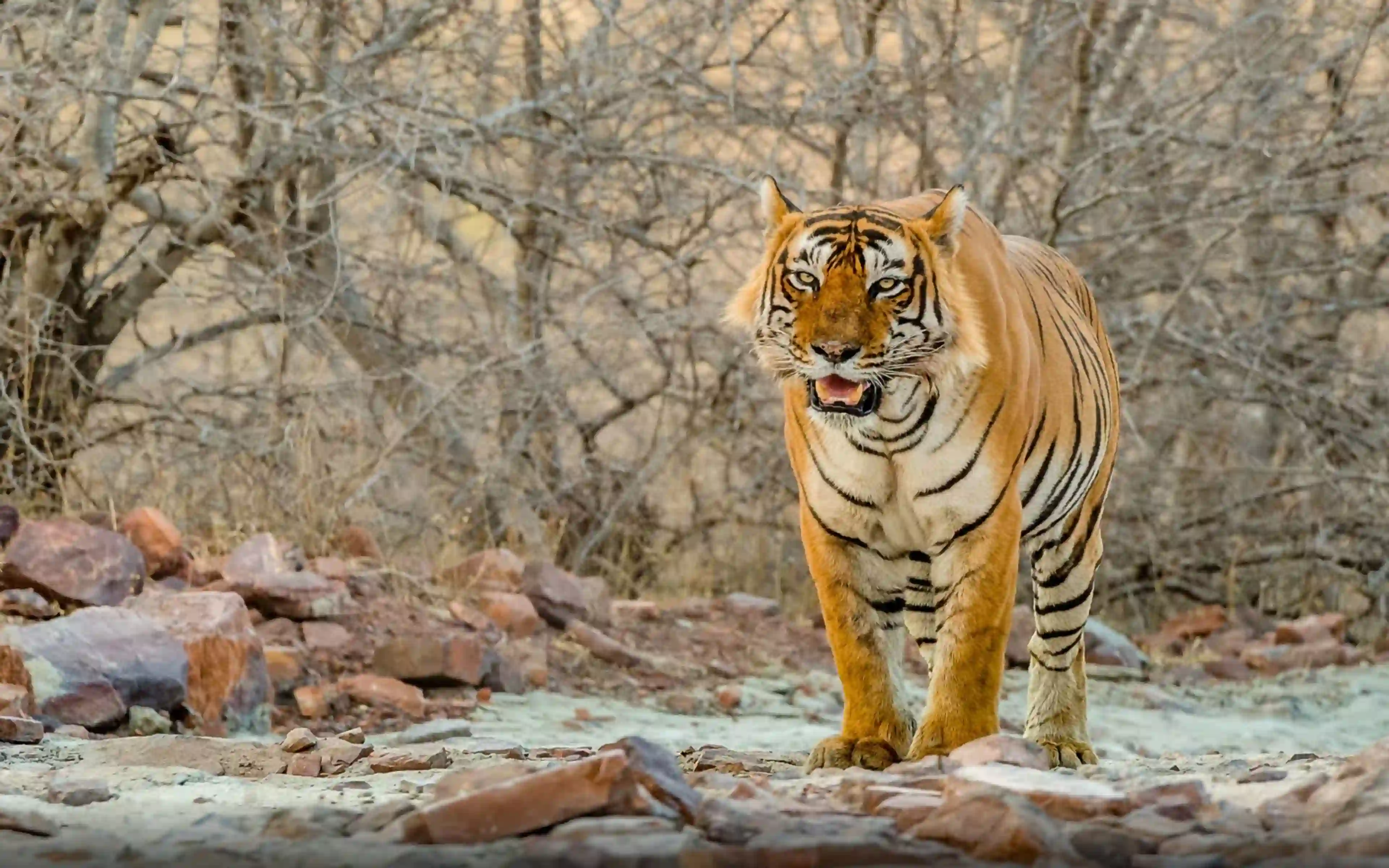 Golden triangle tour with Ranthambore Tiger Safari 4 Days